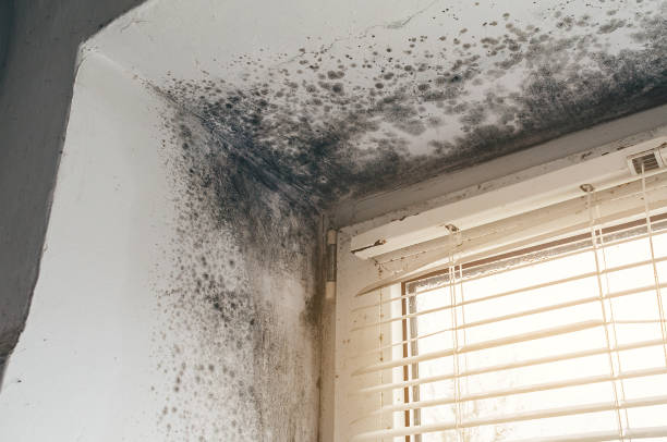 Affordable Commercial Mold Remediation solutions in Casnovia, MI